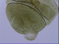 Echiniscus viridissimus image