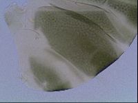 Echiniscus viridis image