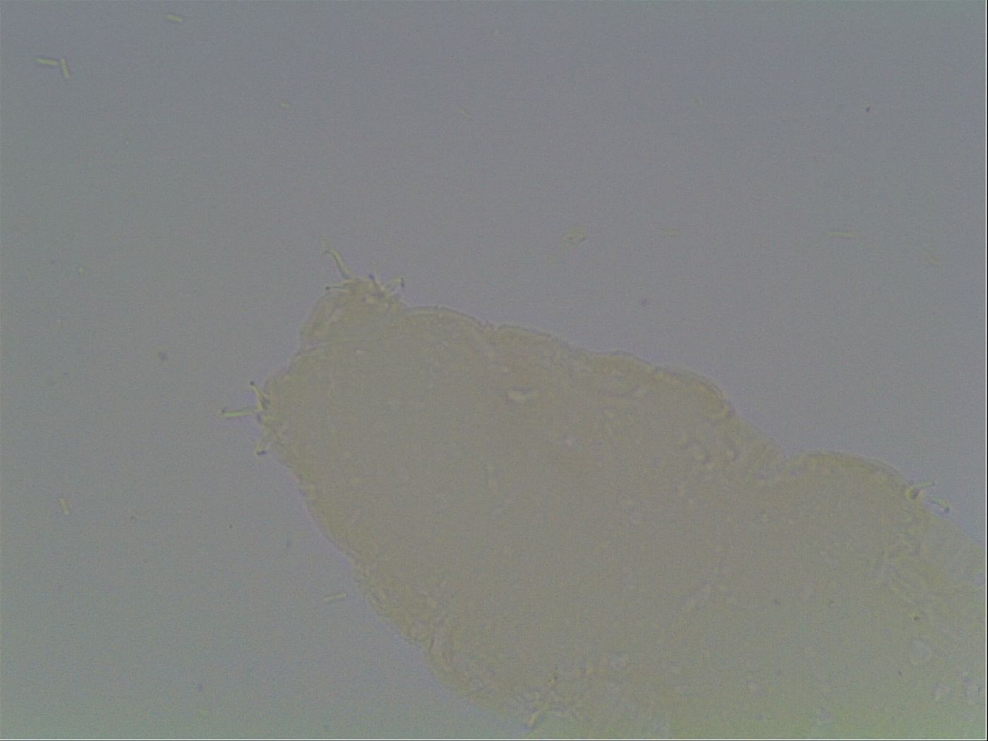 Hypsibius microps image
