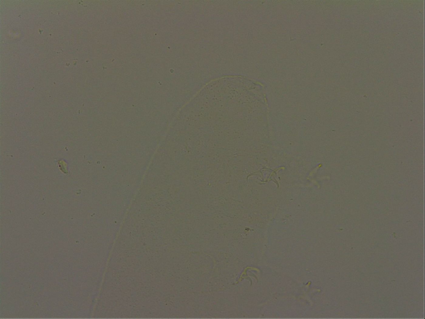 Isohypsibius granulifer granulifer image