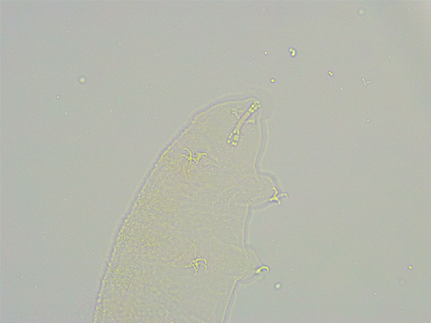 Isohypsibius reticulatus image