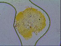 Macrobiotus recens image