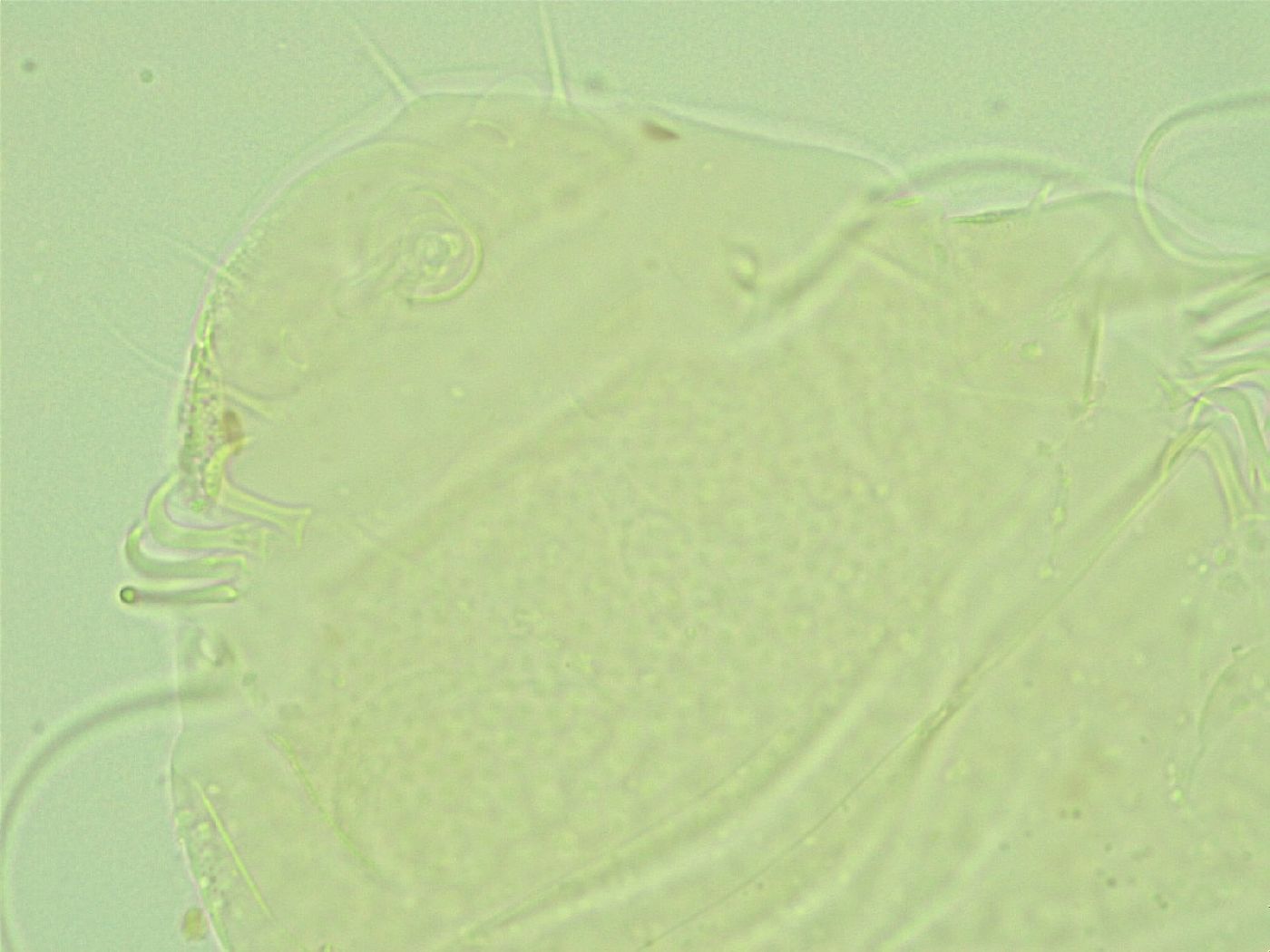 Antechiniscus perplexus image