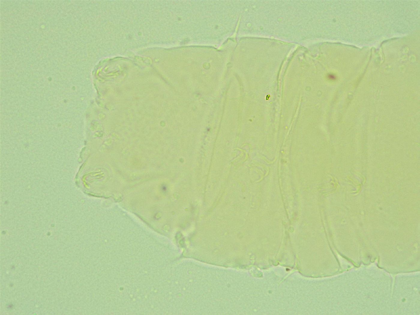 Antechiniscus image