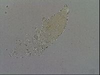 Milnesium tardigradum image