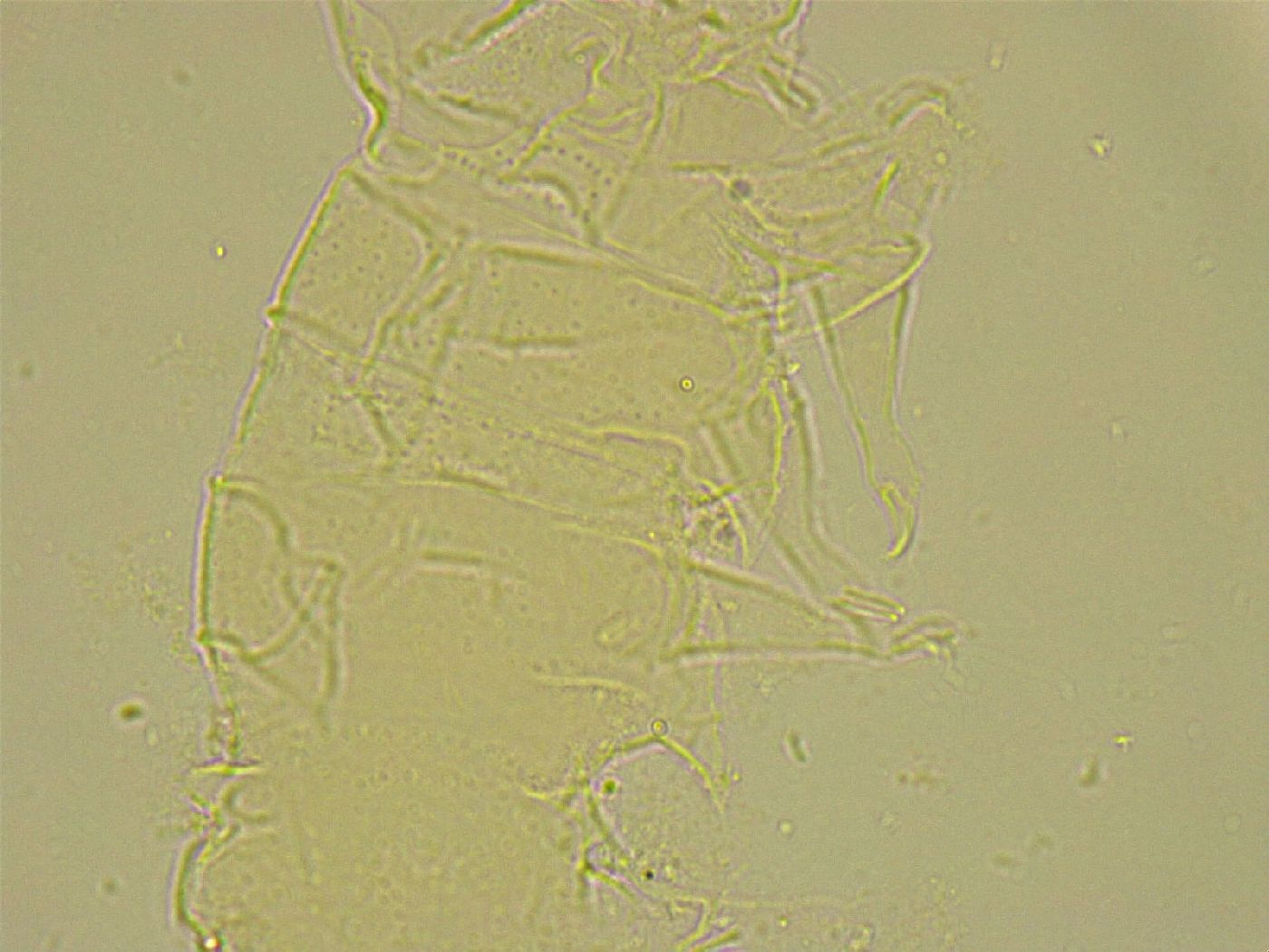 Stygarctidae image