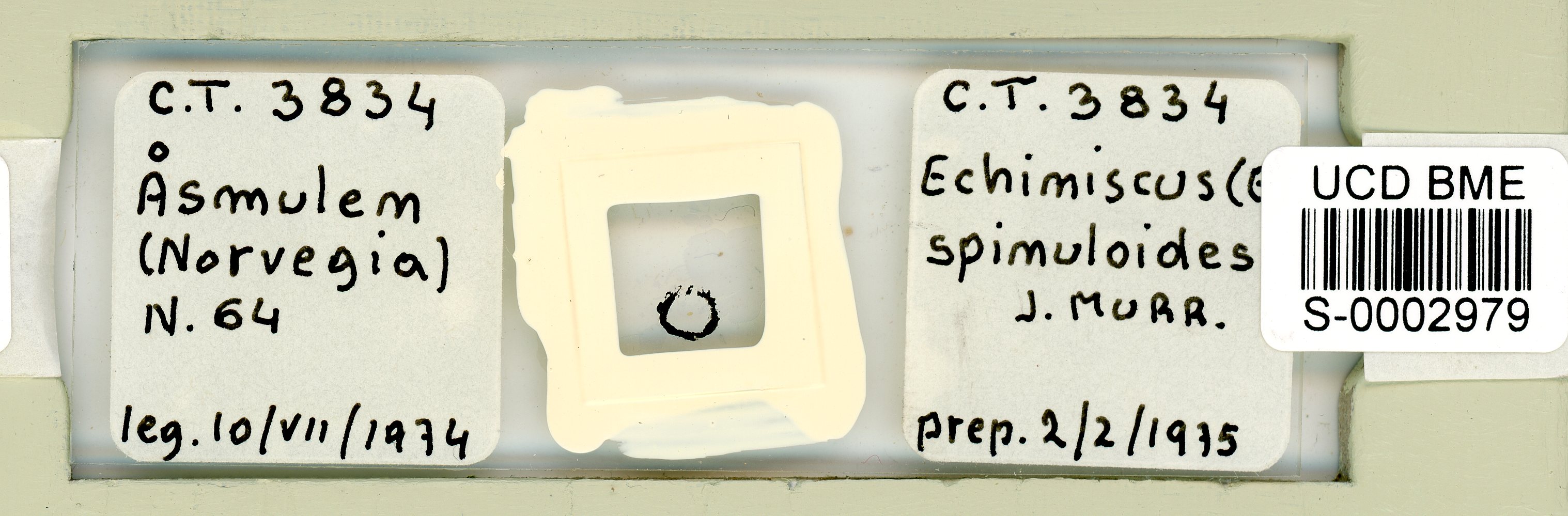 Testechiniscus spinuloides image