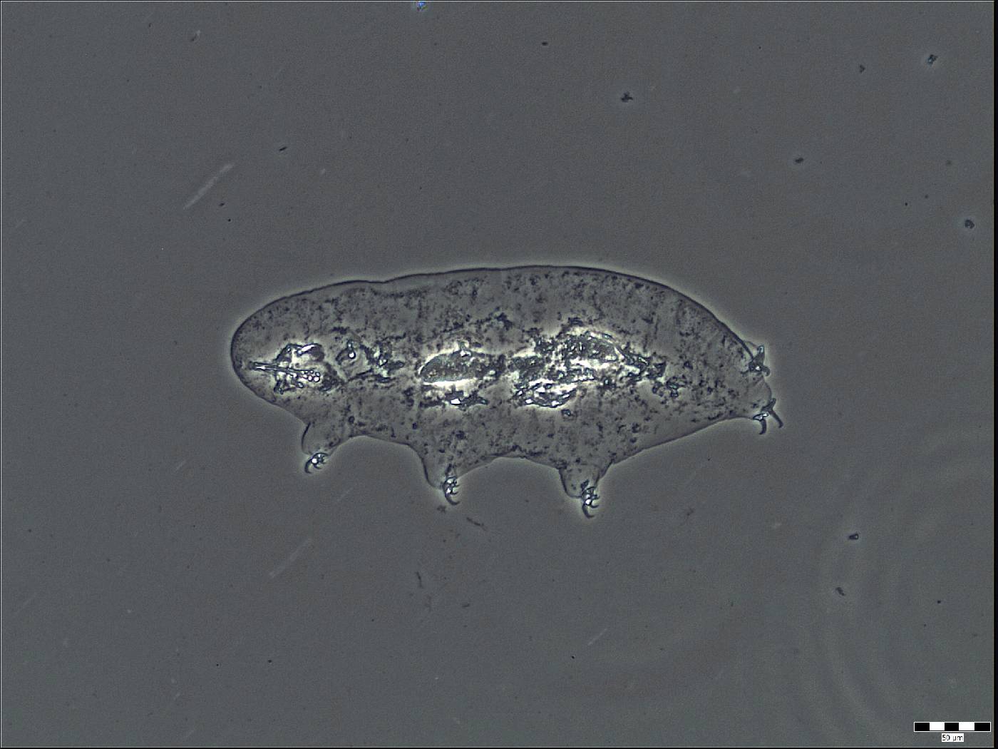 Isohypsibiidae image