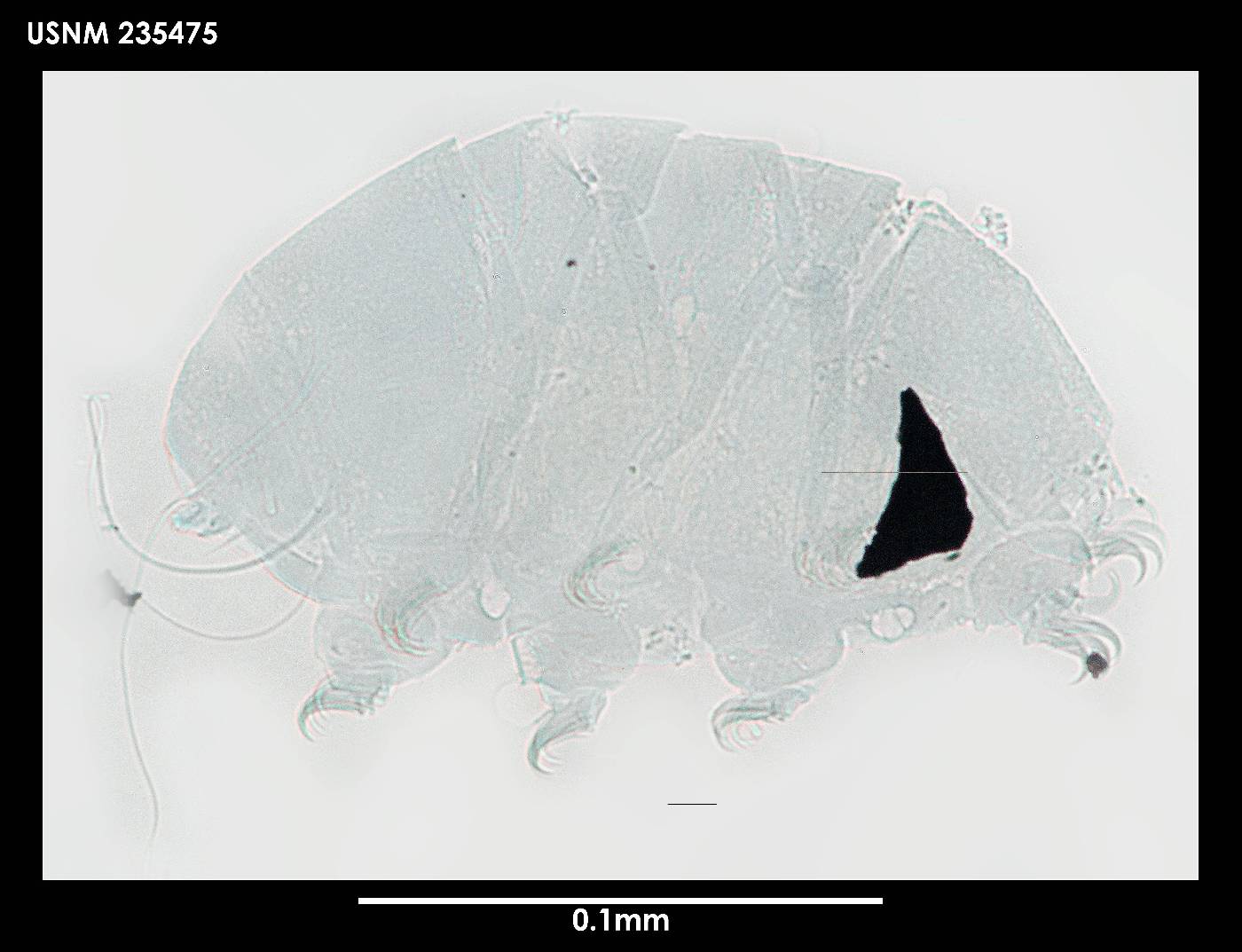 Echiniscus capillatus image
