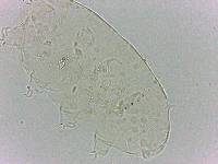 Bryodelphax dominicanus image