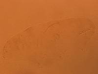 Doryphoribius evelinae image