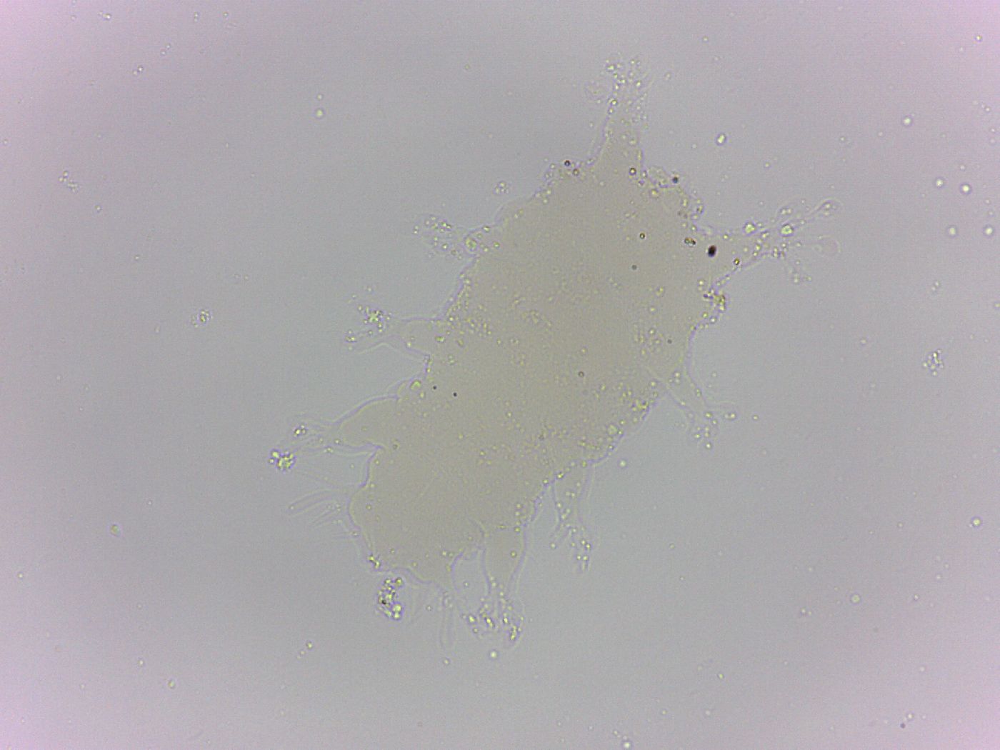 Batillipes image