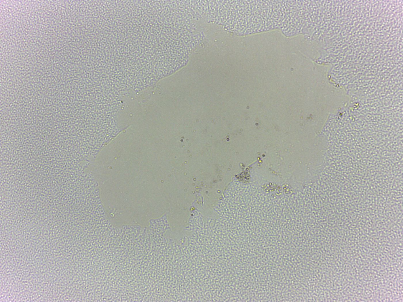 Arthrotardigrada image