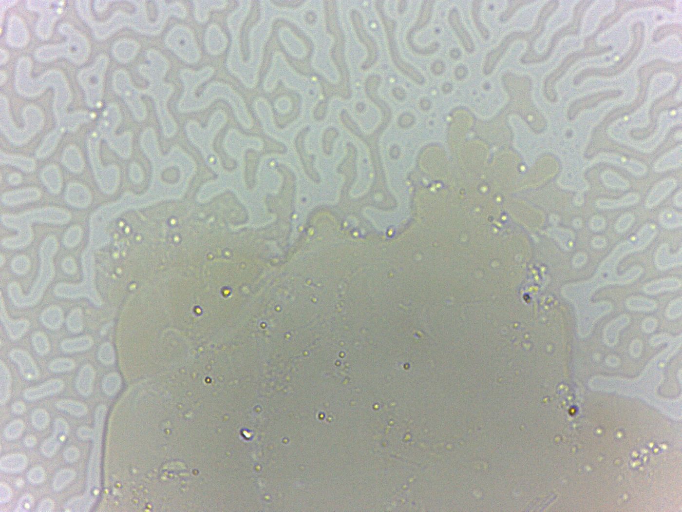 Batillipes image