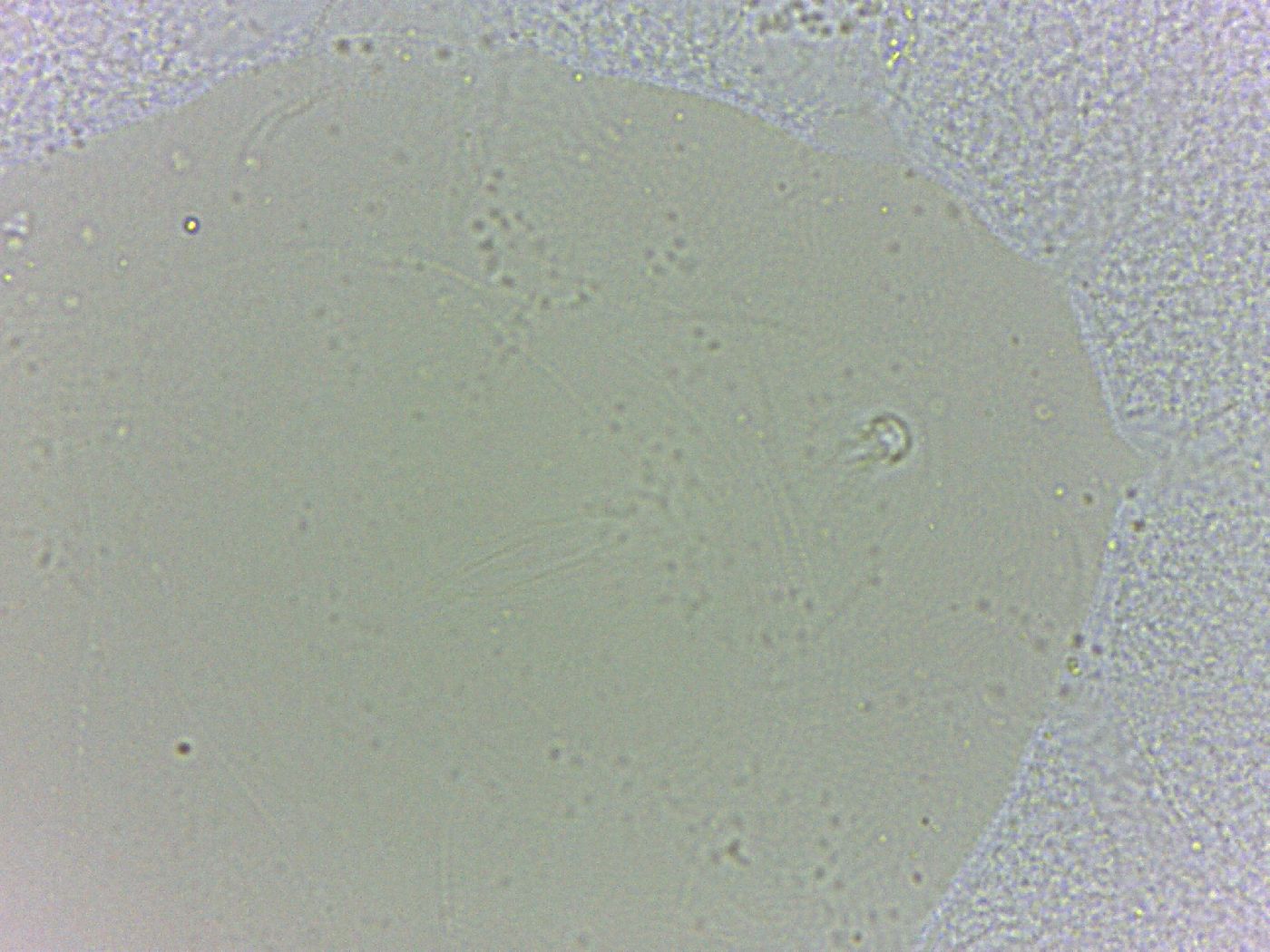 Batillipes minius image