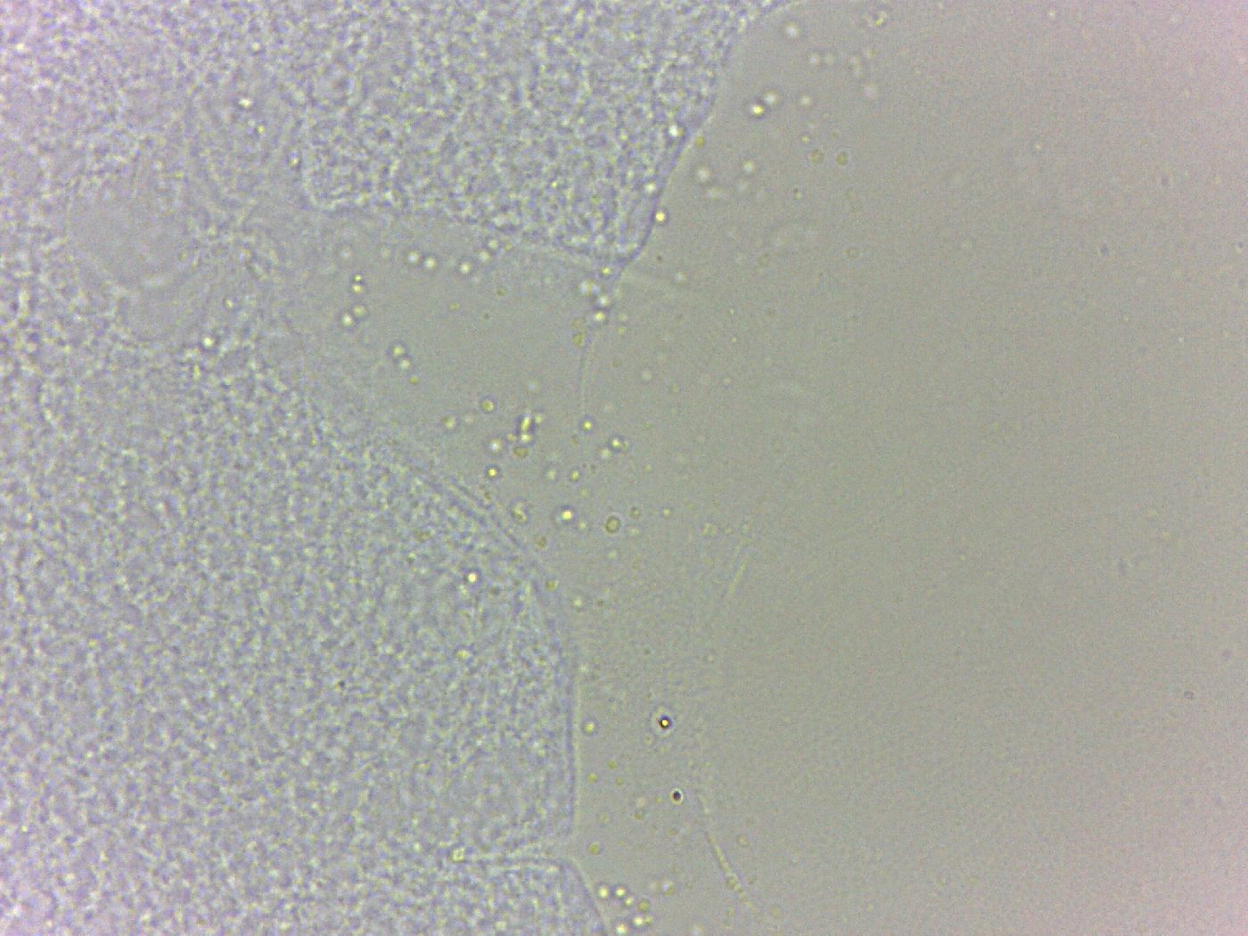 Batillipes minius image