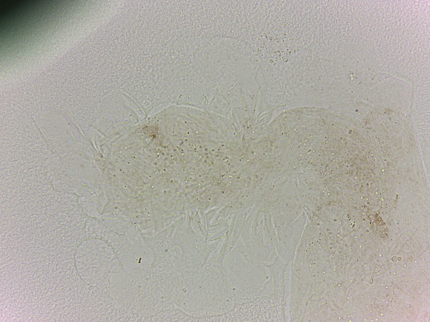 Batillipes minius image