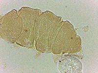 Bryodelphax amphoterus image