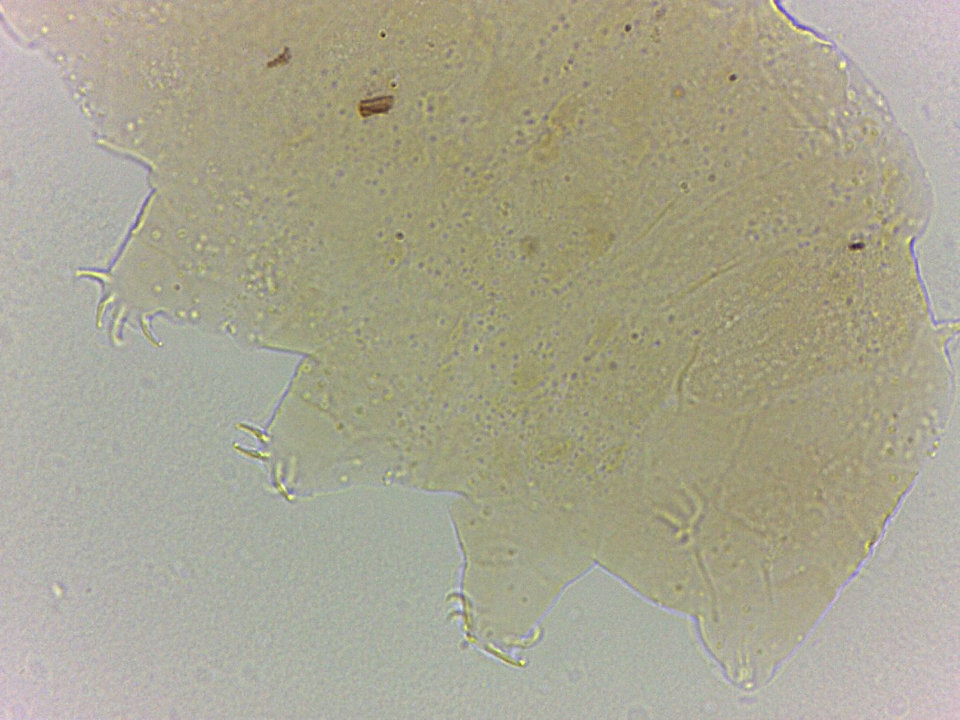 Bryodelphax crossotus image