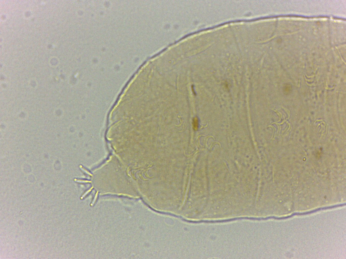 Bryodelphax crossotus image