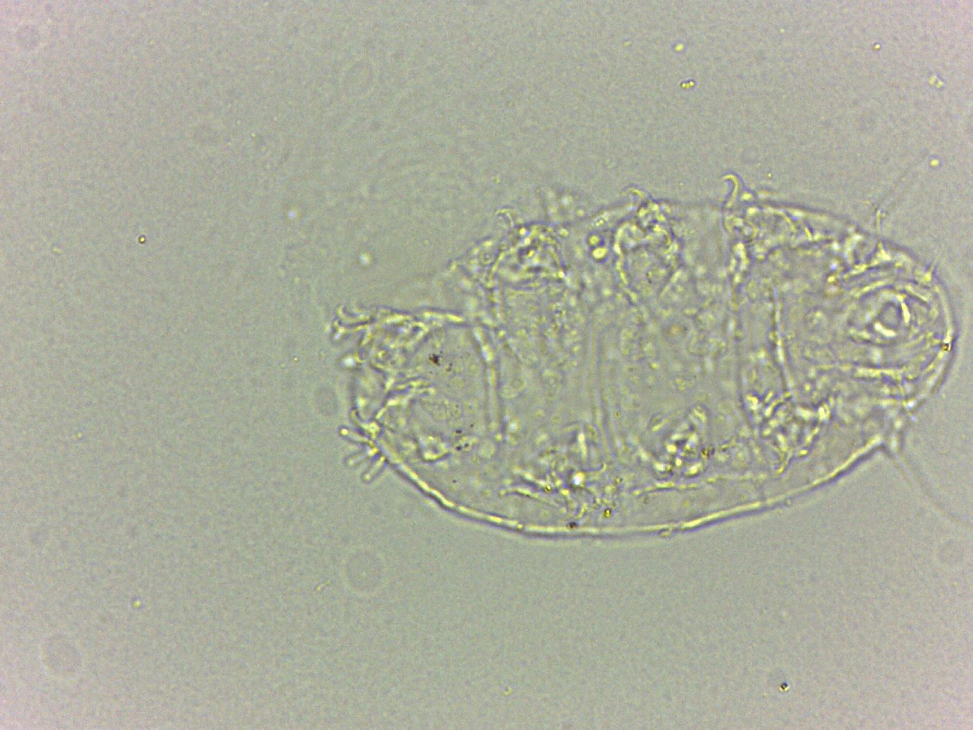 Bryodelphax dominicanus image