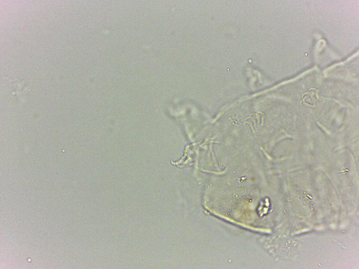 Bryodelphax dominicanus image
