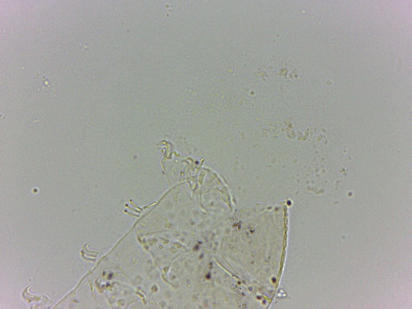 Bryodelphax dominicanus image