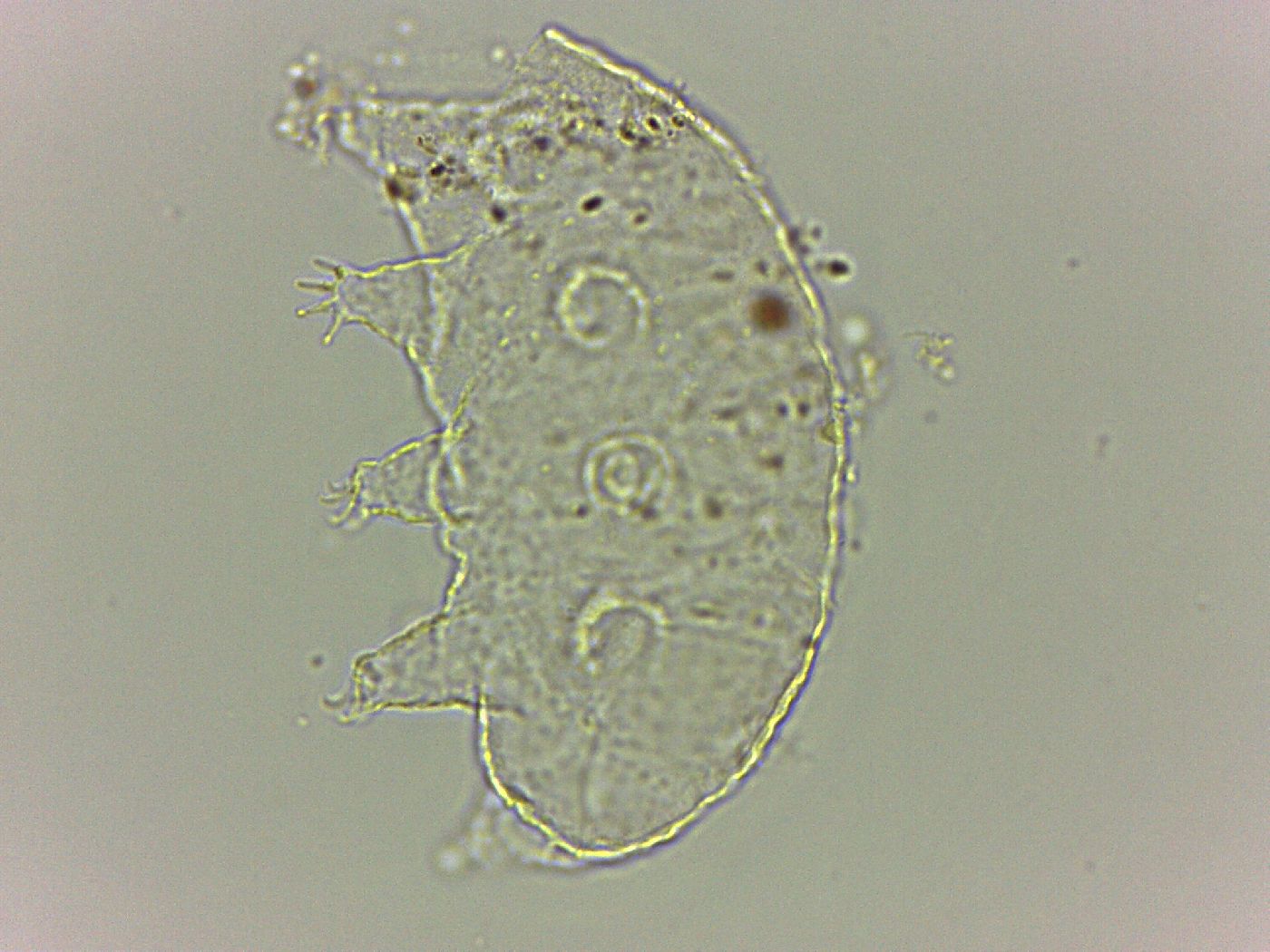 Bryodelphax dominicanus image