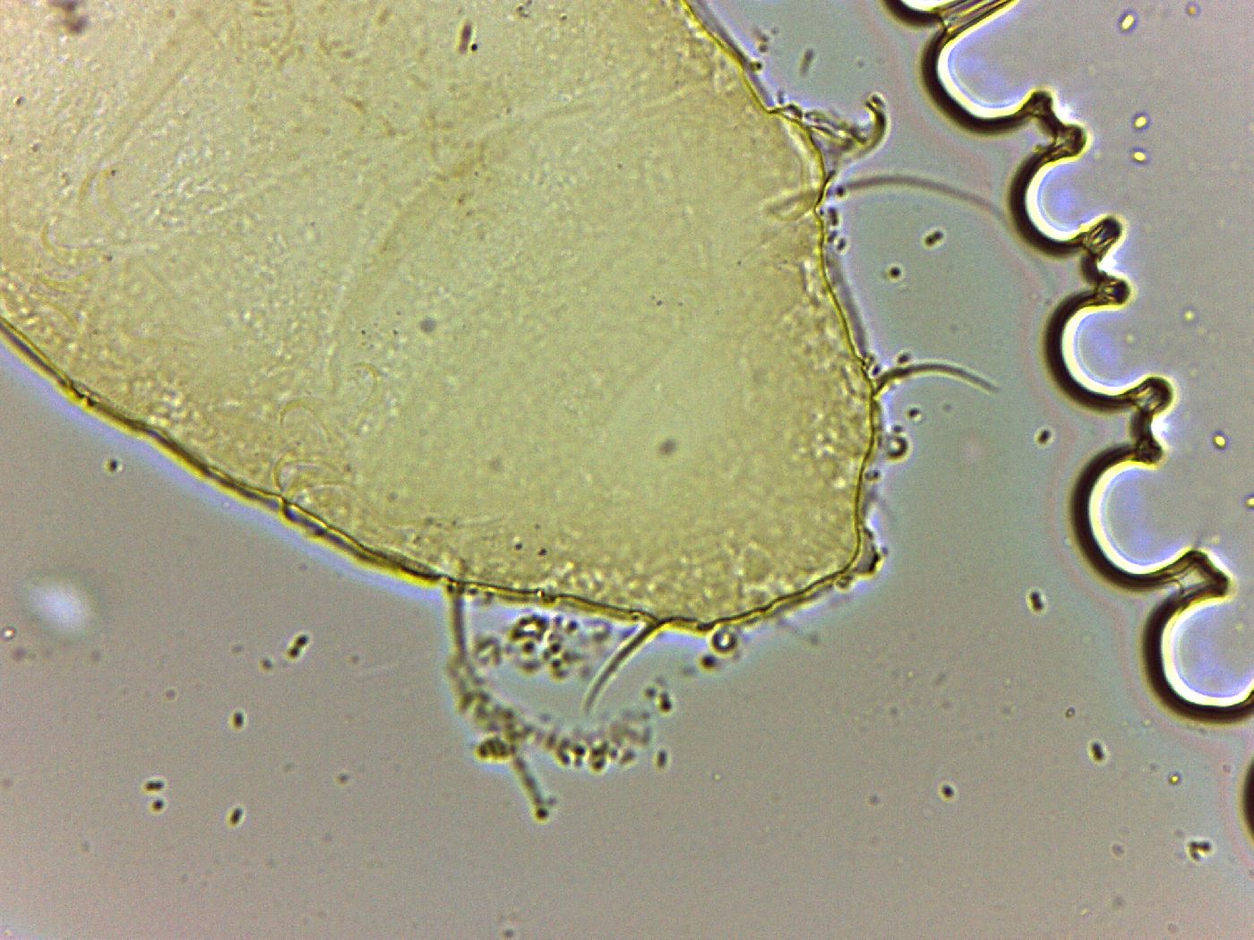 Bryodelphax parvulus image