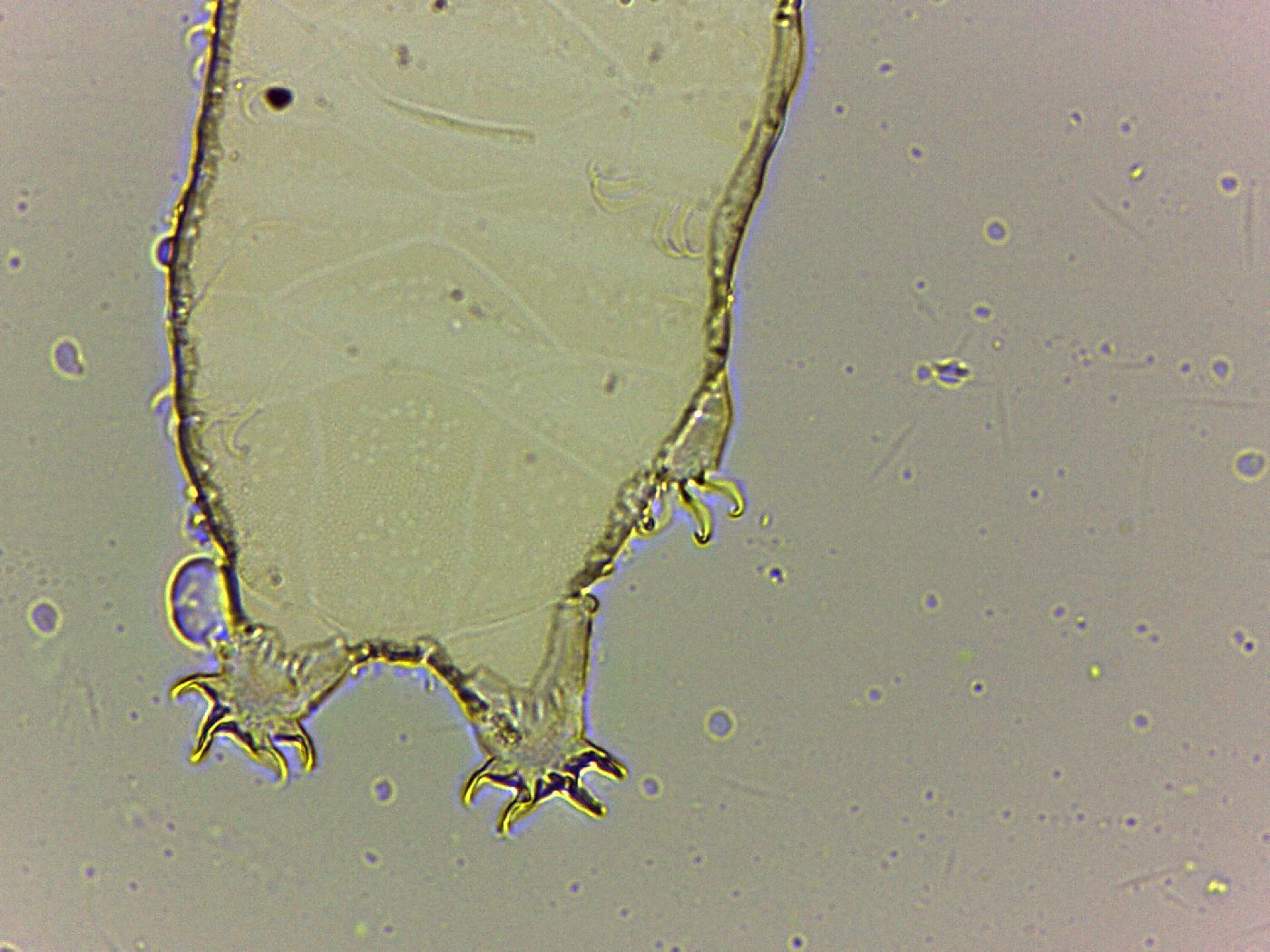 Bryodelphax tatrensis image