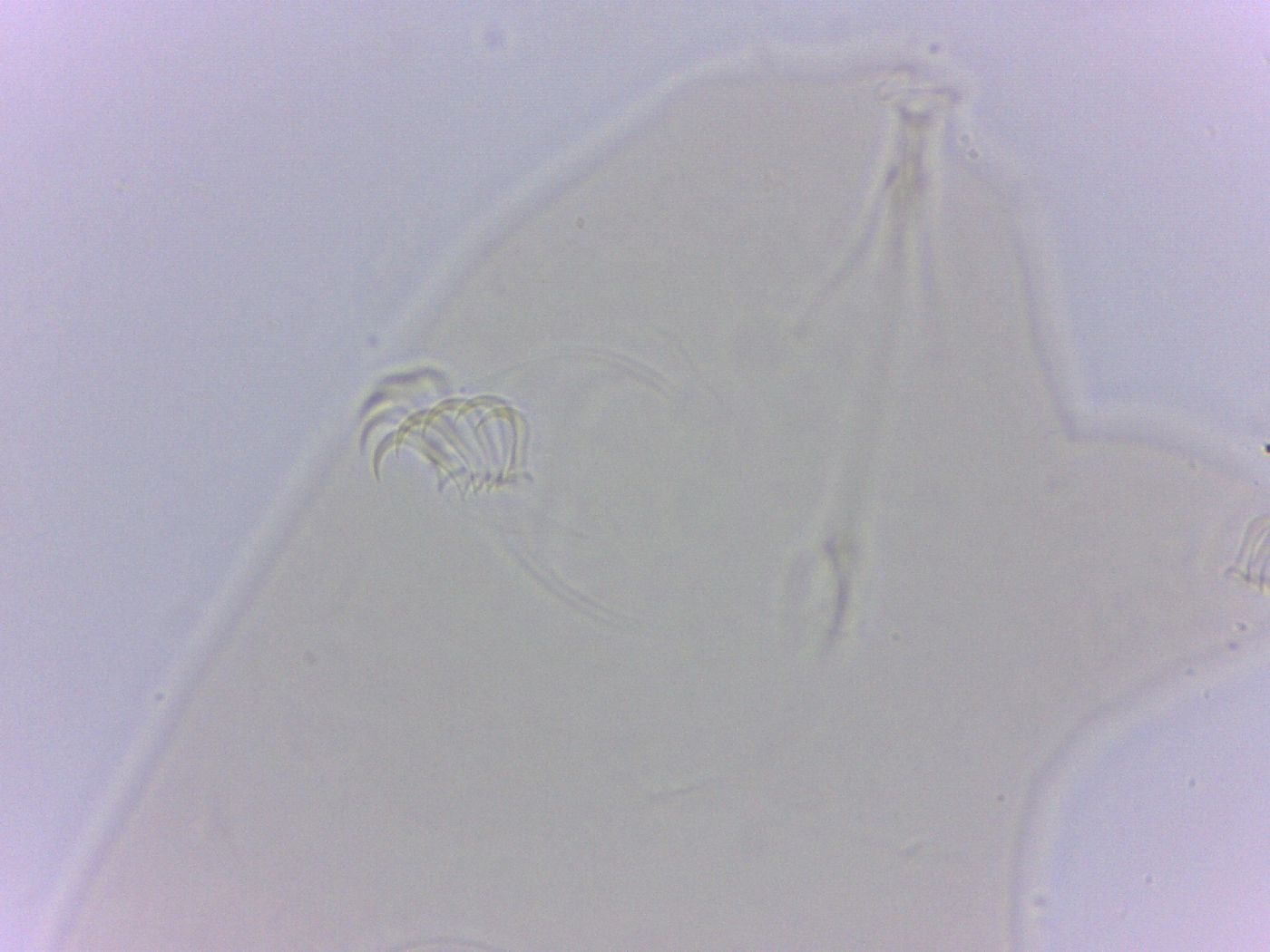 Echiniscoides sigismundi image
