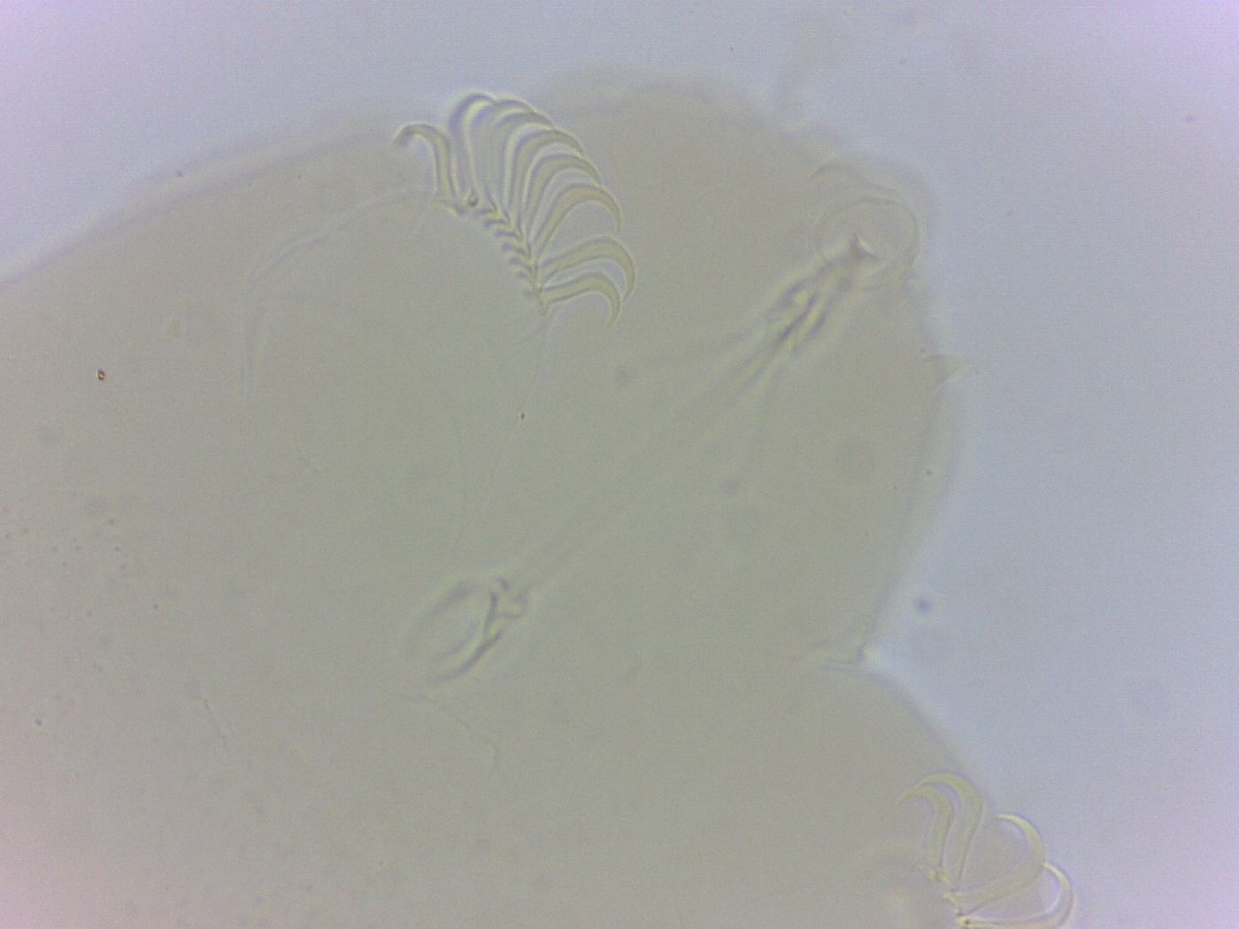 Echiniscoides sigismundi image