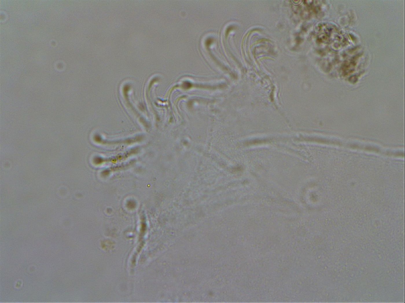 Echiniscoididae image