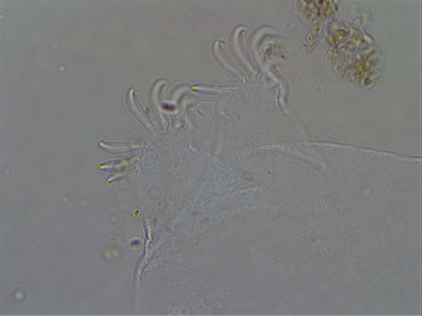 Echiniscoides sigismundi image