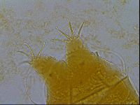 Echiniscus granulatus image