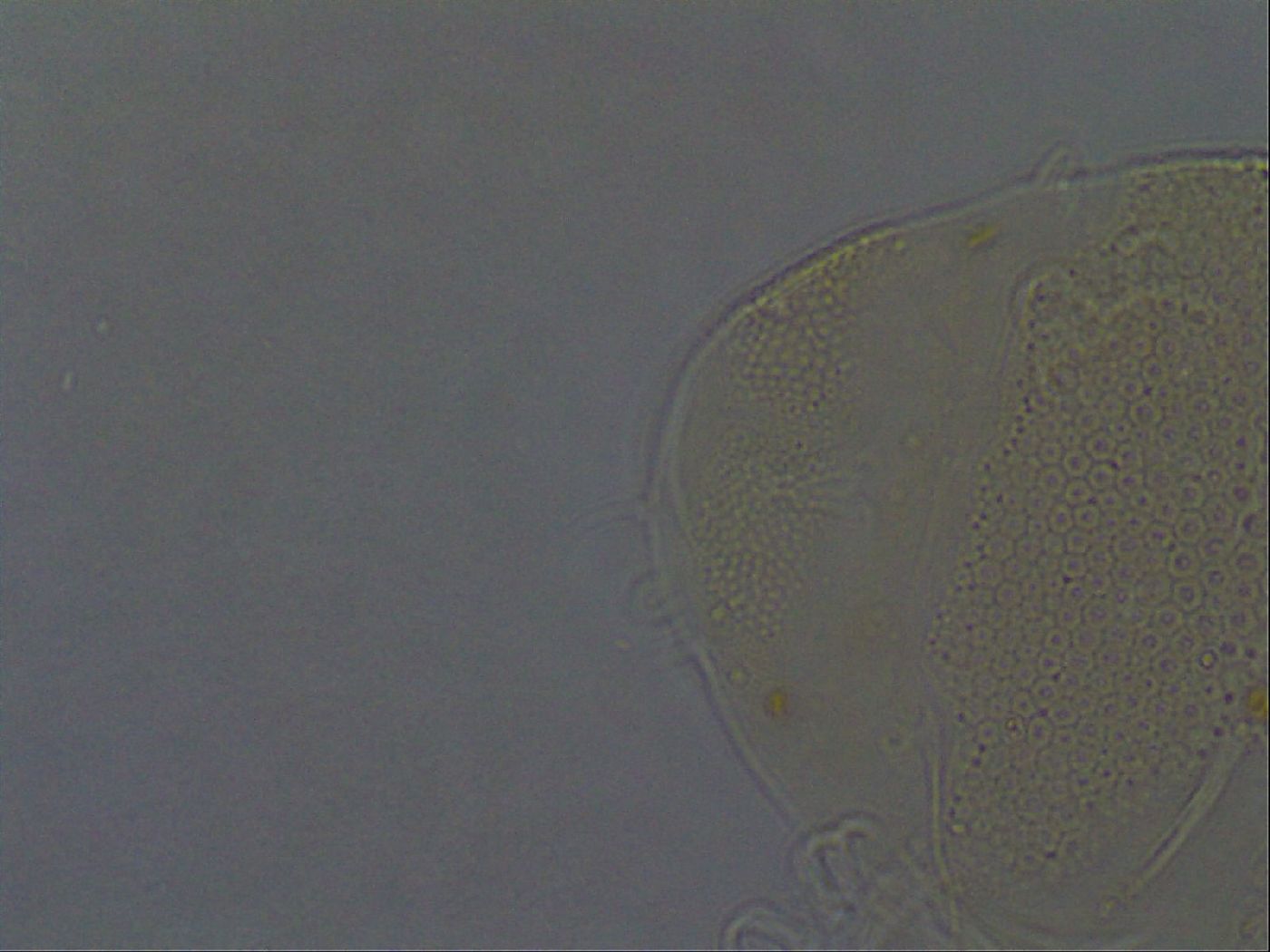 Echiniscus africanus image