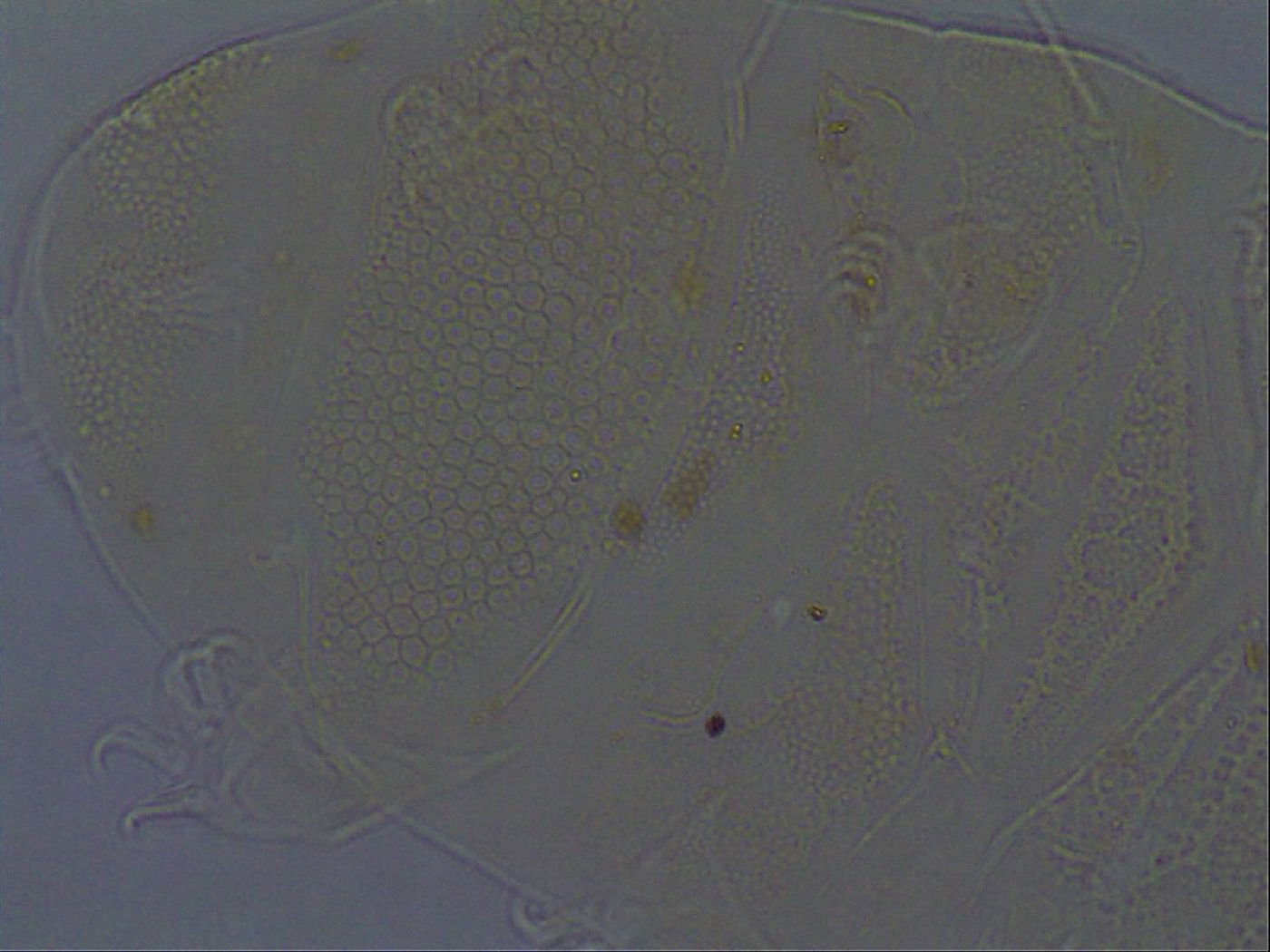 Echiniscus africanus image