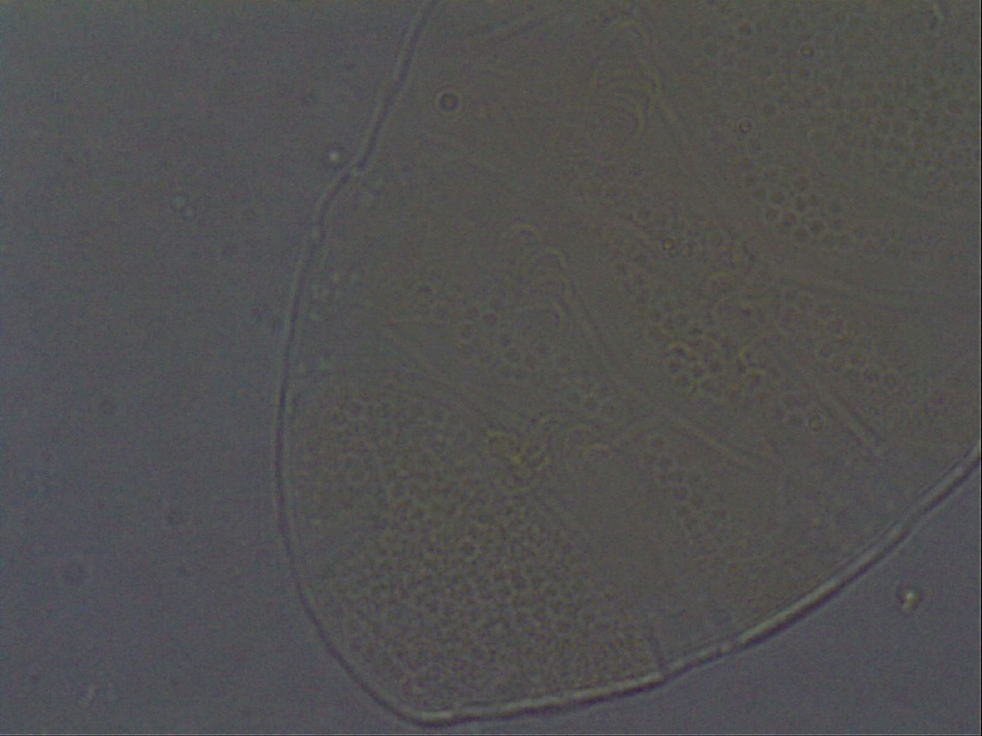 Echiniscus aliquantillus image