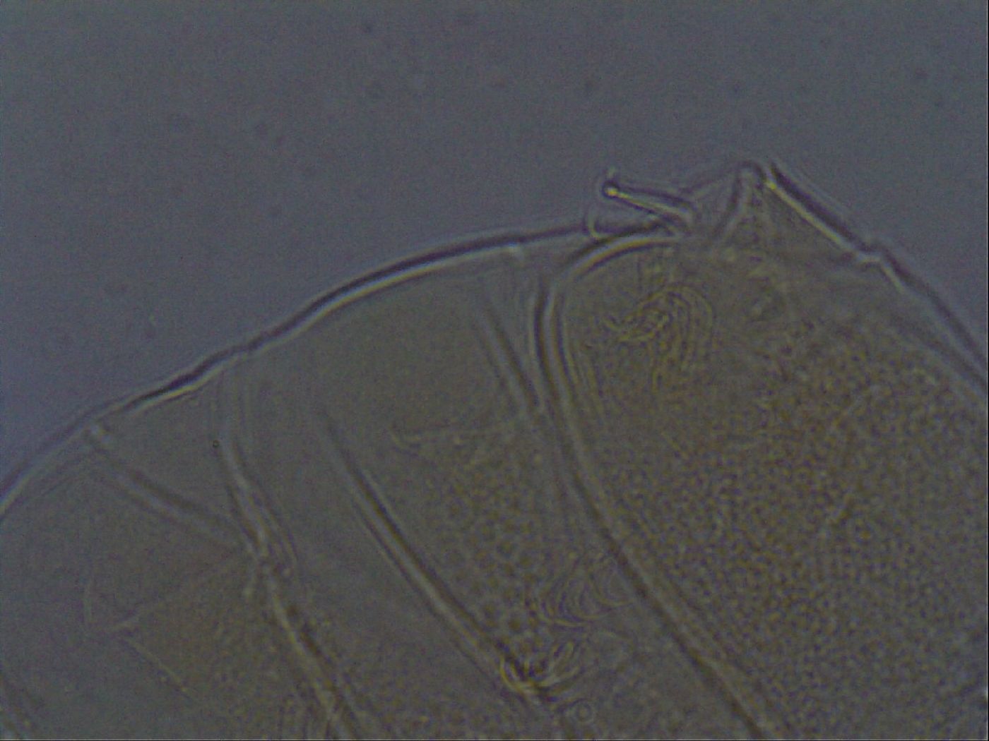 Echiniscus aliquantillus image