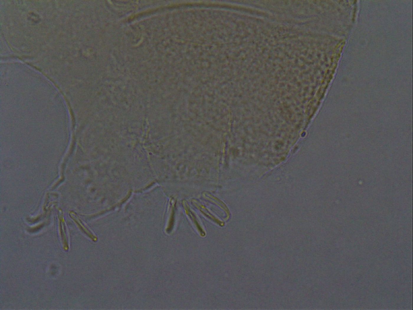 Echiniscus aliquantillus image