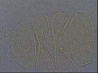 Echiniscus aliquantillus image