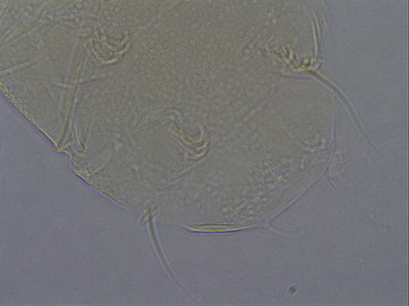 Echiniscus aliquantillus image