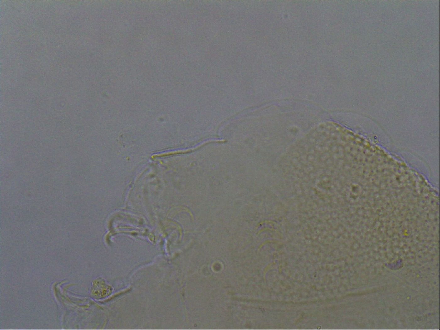 Echiniscus aliquantillus image