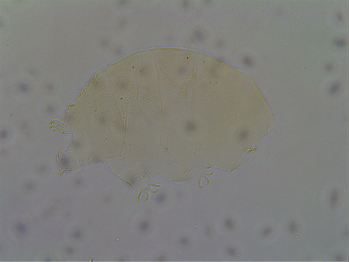 Echiniscus aliquantillus image