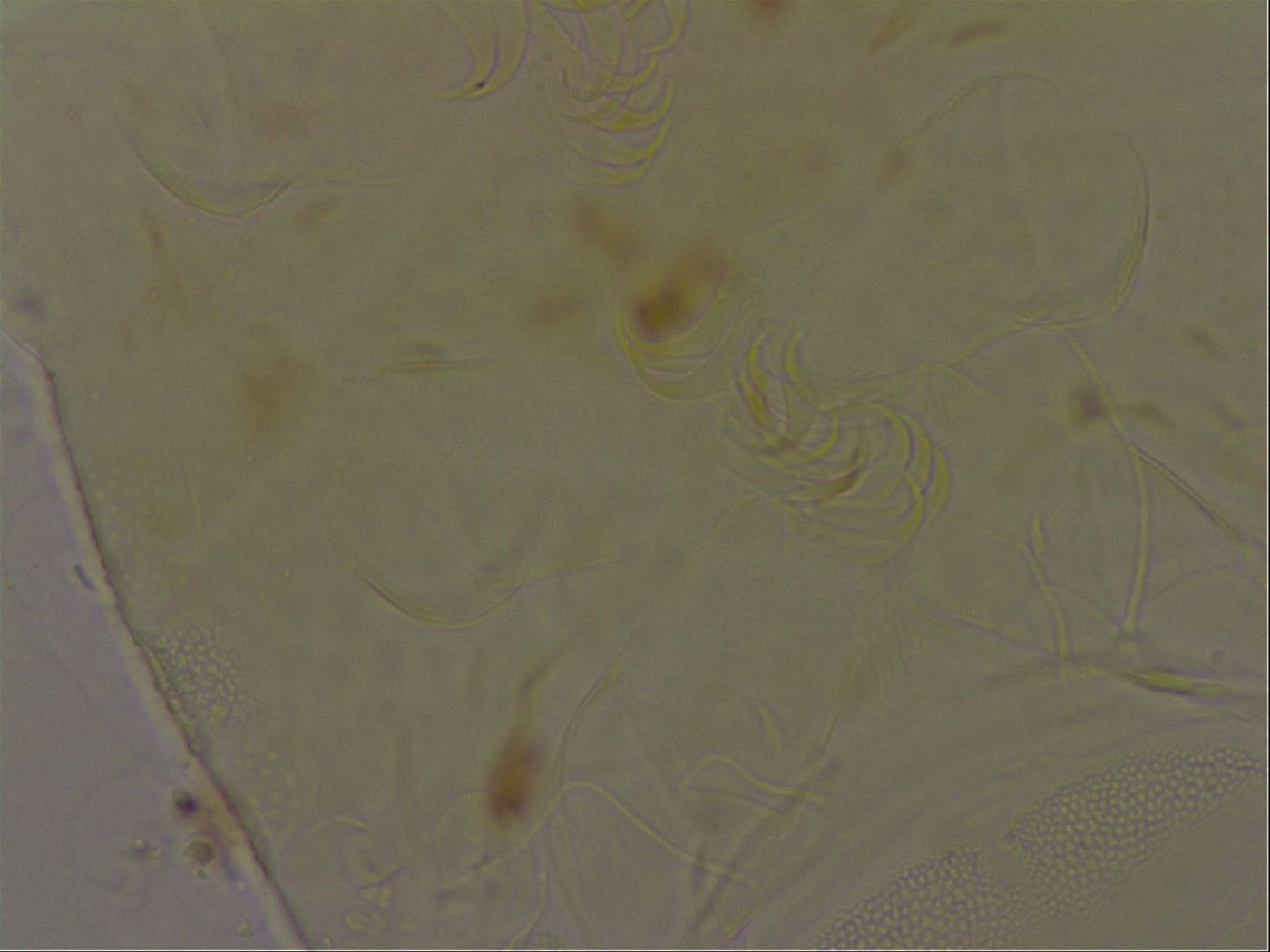 Echiniscus bigranulatus image