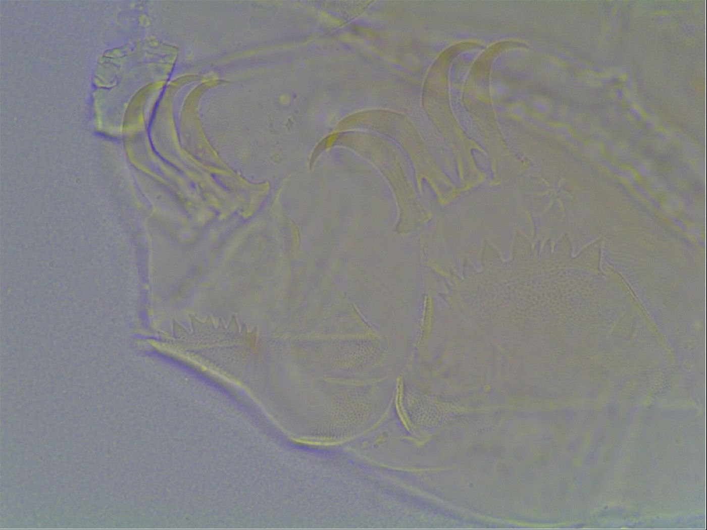 Echiniscus bigranulatus image