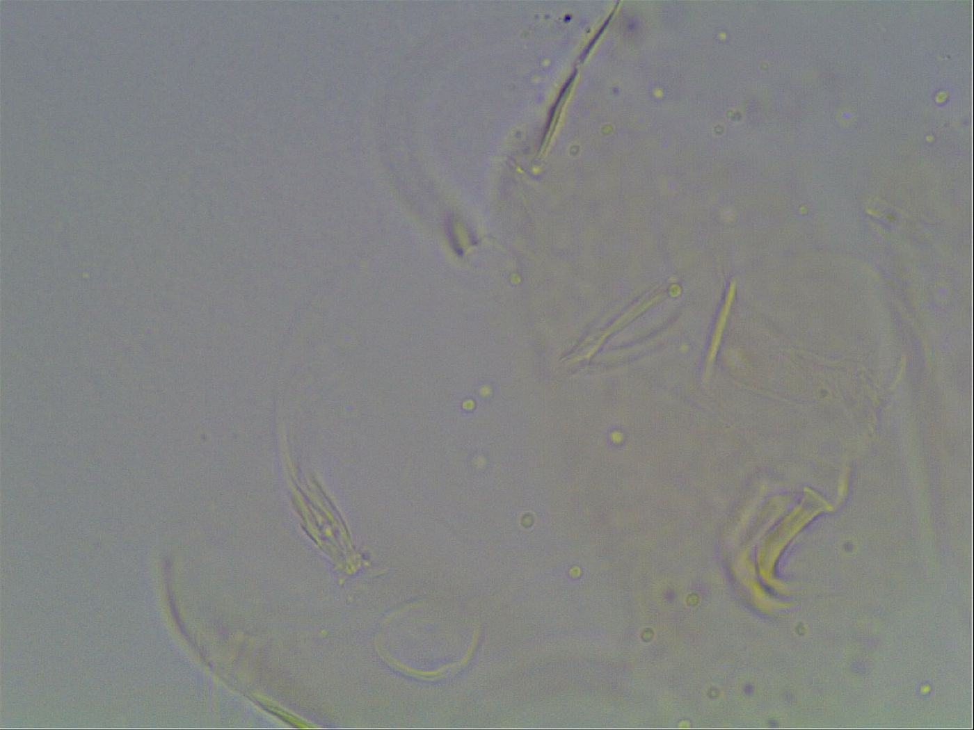 Echiniscus bigranulatus image
