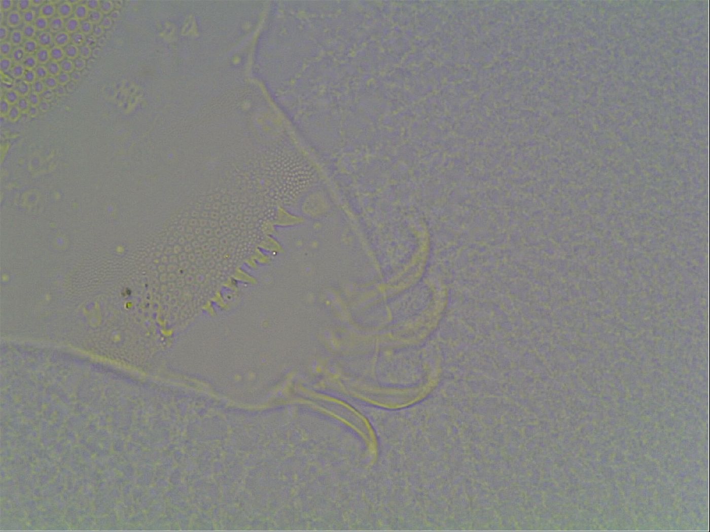 Echiniscus blumi image