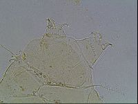 Echiniscus blumi image