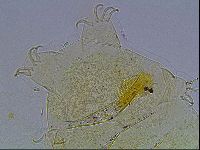 Echiniscus blumi image